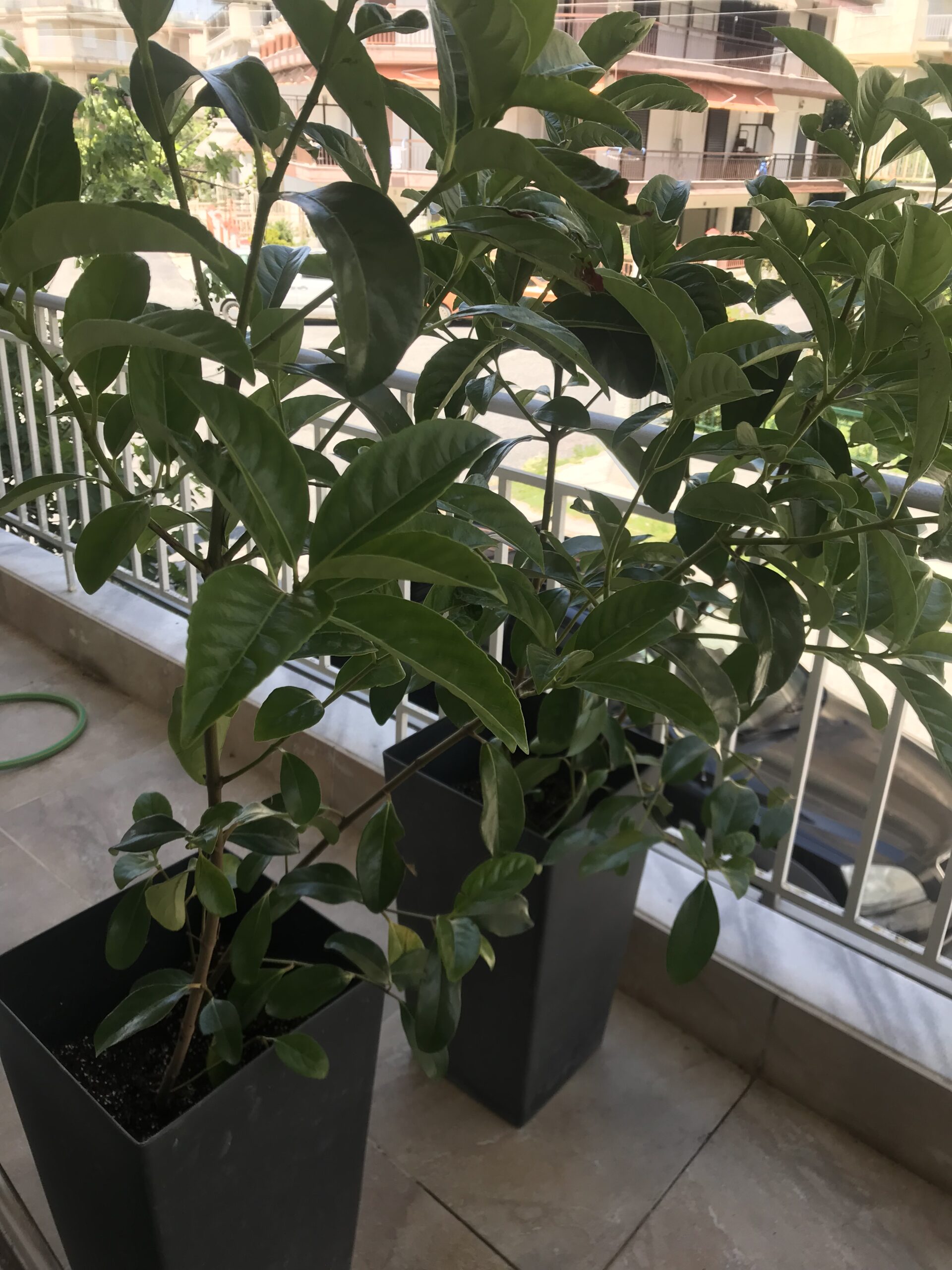 Apartmani Dias Nea Kalikratia thumbnail 49