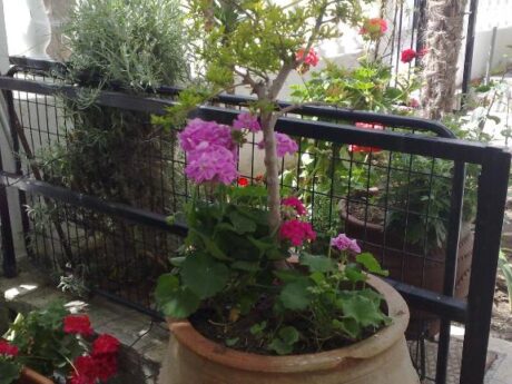 Vila Lena thumbnail 14