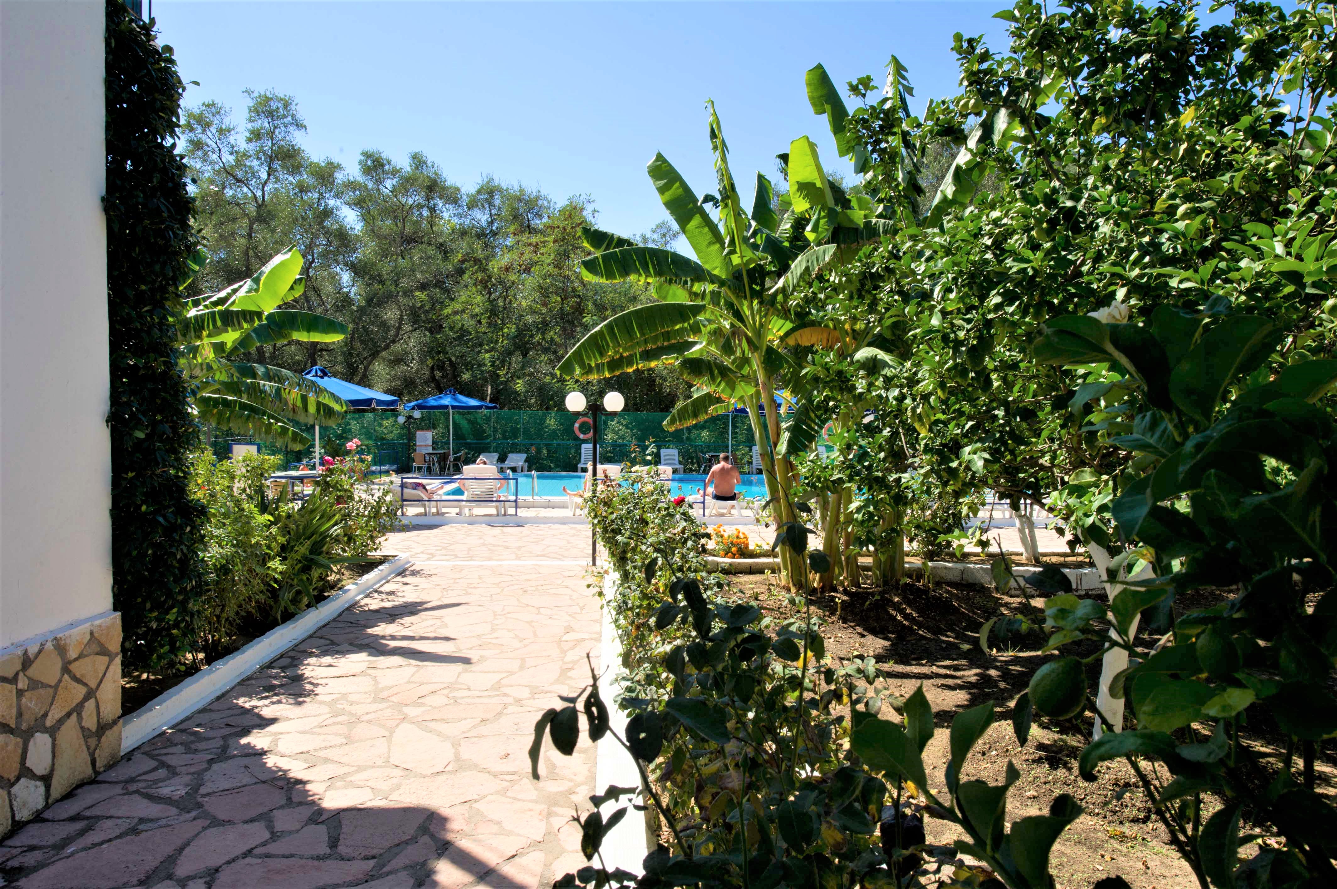 Vila Olive Tree thumbnail 7