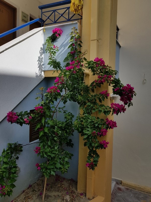 Vila Partenis thumbnail 8