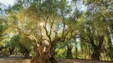 Alykes Park - 4