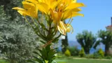 Vergina Star - 3